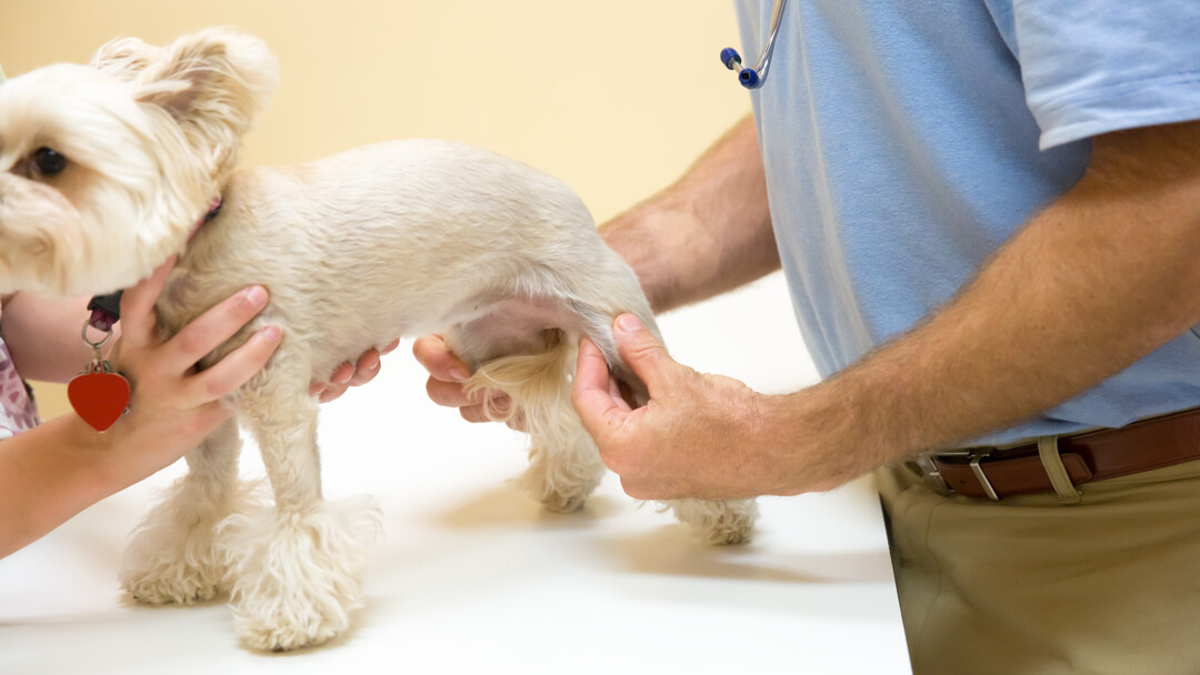 Knee cap dog store treat